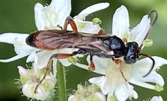 Colpognathus celerator