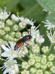 Colpognathus celerator