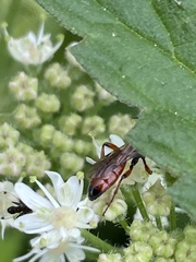 Colpognathus celerator