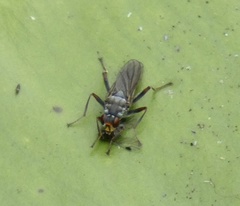 Hydromyza livens
