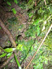 Anthoceros