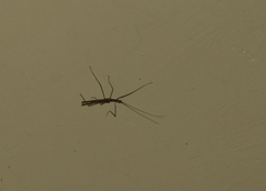 Trachythorax