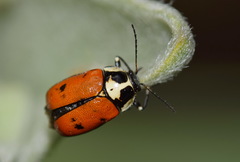 Cryptocephalus octopunctatus