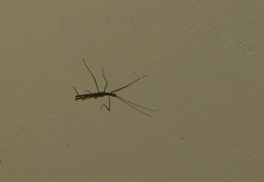 Trachythorax