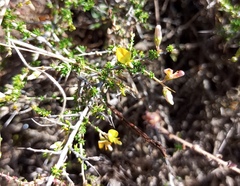 Aspalathus acuminata
