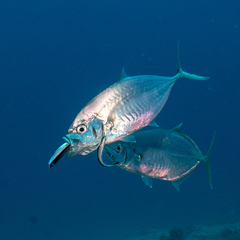 Craterognathus plagiotaenia