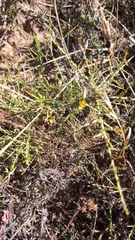 Aspalathus acuminata