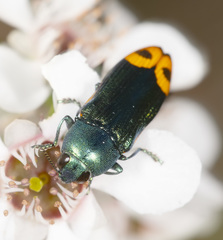 Castiarina ocelligera