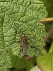 Empis livida