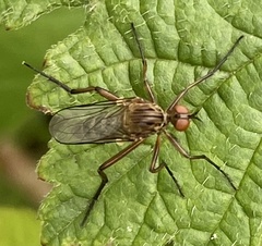 Empis livida