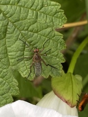 Empis livida