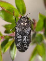 Ethonion corpulentum