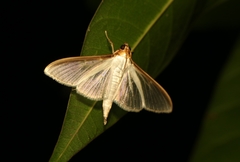 Cydalima laticostalis