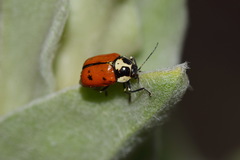 Cryptocephalus octopunctatus