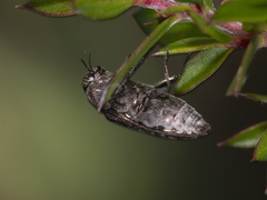 Ethonion corpulentum