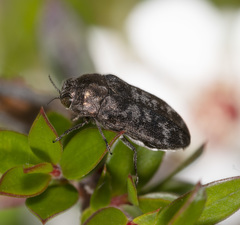 Ethonion corpulentum