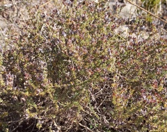 Aspalathus campestris