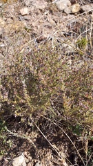 Aspalathus campestris
