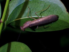 Gonypetidae