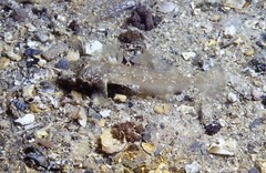 Nesogobius