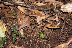 Stethaspis