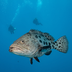 Epinephelus tukula