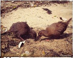 Gallirallus australis scotti