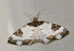 Melanthia procellata