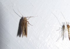 Stathmopoda plumbiflua