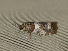 Notocelia trimaculana