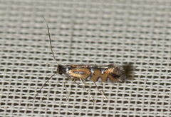 Phyllonorycter lautella