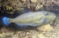 Bluetail Leatherjacket photo 5