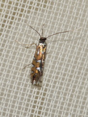 Phyllonorycter lautella