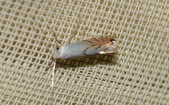 Phyllonorycter harrisella