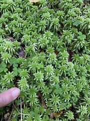 Sphagnum cristatum