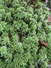 Sphagnum cristatum