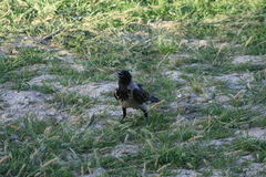 Corvus cornix