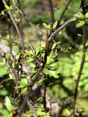 Pittosporum divaricatum
