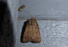 Proteuxoa tetronycha