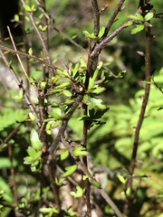 Pittosporum divaricatum
