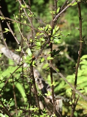 Pittosporum divaricatum