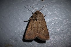 Proteuxoa tetronycha