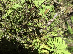 Pittosporum divaricatum