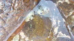 Fissurella nigrocincta