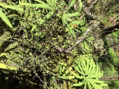 Pittosporum divaricatum