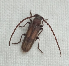 Crinarnoldius maculatus