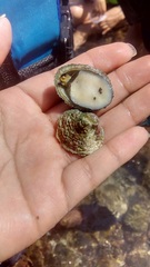 Fissurella nigrocincta