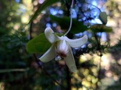 Clematis henryi