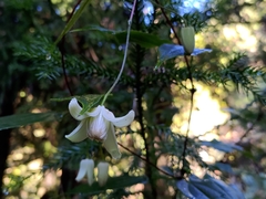 Clematis henryi