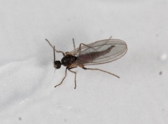Micromyinae